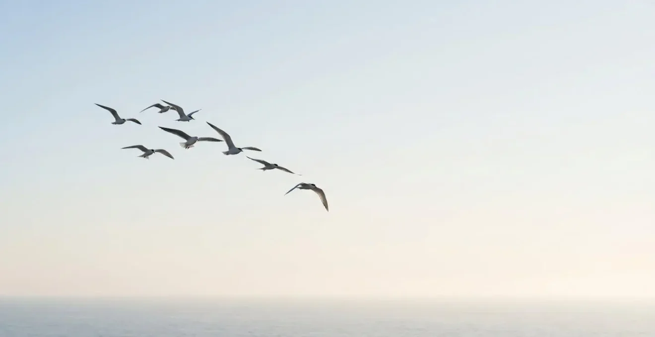 Vol gracieux d'oiseaux marins dans un ciel dégagé au-dessus de l'océan, composition minimaliste et apaisante